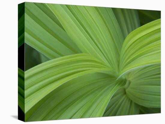 Usa, Washington State, Mount Rainier National Park. Green Skunk Cabbage plant (close-up).-Merrill Images-Stretched Canvas