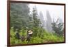 USA, Washington State, Mount Rainier National Park. Sooty grouse in subalpine forest.-Yuri Choufour-Framed Photographic Print