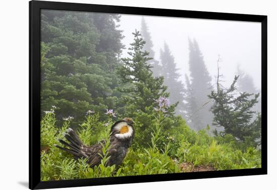 USA, Washington State, Mount Rainier National Park. Sooty grouse in subalpine forest.-Yuri Choufour-Framed Photographic Print