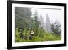 USA, Washington State, Mount Rainier National Park. Sooty grouse in subalpine forest.-Yuri Choufour-Framed Photographic Print