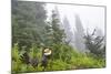 USA, Washington State, Mount Rainier National Park. Sooty grouse in subalpine forest.-Yuri Choufour-Mounted Photographic Print