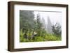 USA, Washington State, Mount Rainier National Park. Sooty grouse in subalpine forest.-Yuri Choufour-Framed Photographic Print