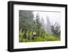 USA, Washington State, Mount Rainier National Park. Sooty grouse in subalpine forest.-Yuri Choufour-Framed Photographic Print