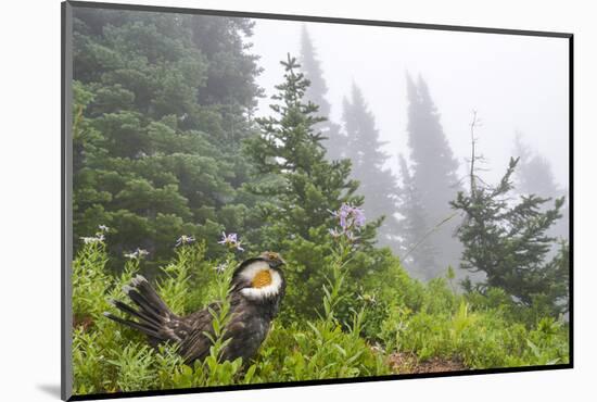 USA, Washington State, Mount Rainier National Park. Sooty grouse in subalpine forest.-Yuri Choufour-Mounted Photographic Print