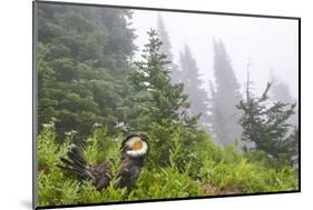 USA, Washington State, Mount Rainier National Park. Sooty grouse in subalpine forest.-Yuri Choufour-Mounted Photographic Print