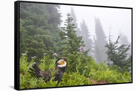 USA, Washington State, Mount Rainier National Park. Sooty grouse in subalpine forest.-Yuri Choufour-Framed Stretched Canvas