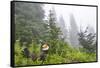 USA, Washington State, Mount Rainier National Park. Sooty grouse in subalpine forest.-Yuri Choufour-Framed Stretched Canvas