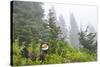 USA, Washington State, Mount Rainier National Park. Sooty grouse in subalpine forest.-Yuri Choufour-Stretched Canvas