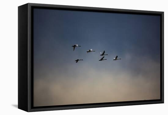 USA, Washington State, Mount Vernon. Canadian snow geese.-Jolly Sienda-Framed Stretched Canvas