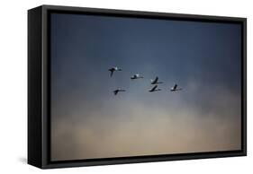 USA, Washington State, Mount Vernon. Canadian snow geese.-Jolly Sienda-Framed Stretched Canvas