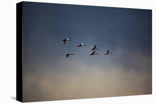 USA, Washington State, Mount Vernon. Canadian snow geese.-Jolly Sienda-Stretched Canvas