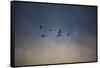 USA, Washington State, Mount Vernon. Canadian snow geese.-Jolly Sienda-Framed Stretched Canvas