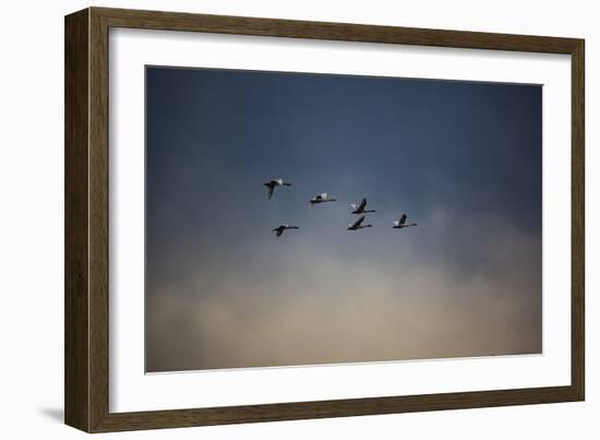 USA, Washington State, Mount Vernon. Canadian snow geese.-Jolly Sienda-Framed Photographic Print