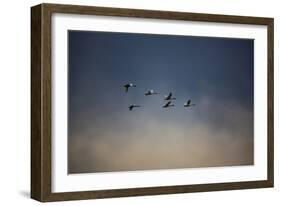 USA, Washington State, Mount Vernon. Canadian snow geese.-Jolly Sienda-Framed Photographic Print