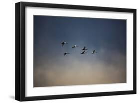 USA, Washington State, Mount Vernon. Canadian snow geese.-Jolly Sienda-Framed Photographic Print