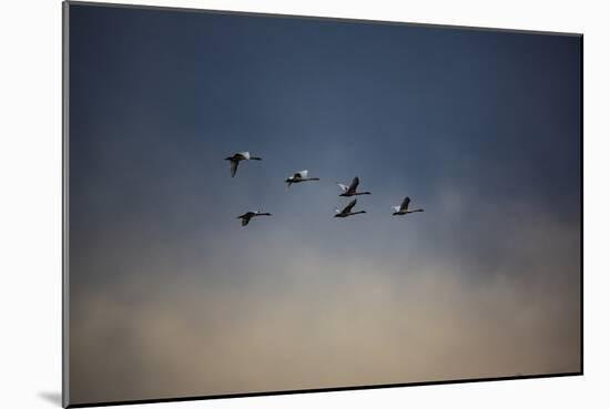 USA, Washington State, Mount Vernon. Canadian snow geese.-Jolly Sienda-Mounted Photographic Print