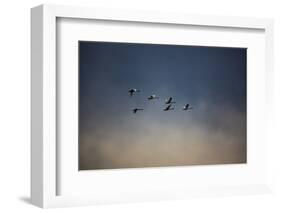 USA, Washington State, Mount Vernon. Canadian snow geese.-Jolly Sienda-Framed Photographic Print