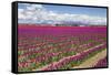 USA, Washington State, Mount Vernon, tulip fields bloom-Emily Wilson-Framed Stretched Canvas