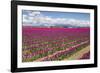 USA, Washington State, Mount Vernon, tulip fields bloom-Emily Wilson-Framed Photographic Print