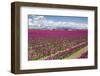 USA, Washington State, Mount Vernon, tulip fields bloom-Emily Wilson-Framed Photographic Print