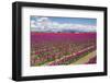 USA, Washington State, Mount Vernon, tulip fields bloom-Emily Wilson-Framed Photographic Print