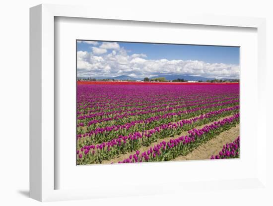 USA, Washington State, Mount Vernon, tulip fields bloom-Emily Wilson-Framed Photographic Print