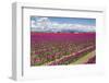 USA, Washington State, Mount Vernon, tulip fields bloom-Emily Wilson-Framed Photographic Print