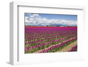 USA, Washington State, Mount Vernon, tulip fields bloom-Emily Wilson-Framed Photographic Print