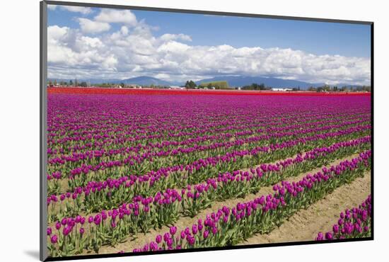 USA, Washington State, Mount Vernon, tulip fields bloom-Emily Wilson-Mounted Photographic Print