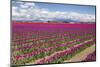 USA, Washington State, Mount Vernon, tulip fields bloom-Emily Wilson-Mounted Photographic Print