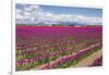 USA, Washington State, Mount Vernon, tulip fields bloom-Emily Wilson-Framed Photographic Print