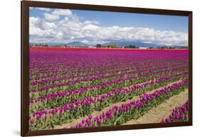 USA, Washington State, Mount Vernon, tulip fields bloom-Emily Wilson-Framed Photographic Print