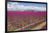 USA, Washington State, Mount Vernon, tulip fields bloom-Emily Wilson-Framed Photographic Print