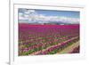 USA, Washington State, Mount Vernon, tulip fields bloom-Emily Wilson-Framed Premium Photographic Print