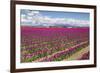 USA, Washington State, Mount Vernon, tulip fields bloom-Emily Wilson-Framed Premium Photographic Print
