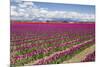 USA, Washington State, Mount Vernon, tulip fields bloom-Emily Wilson-Mounted Premium Photographic Print