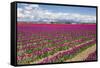 USA, Washington State, Mount Vernon, tulip fields bloom-Emily Wilson-Framed Stretched Canvas