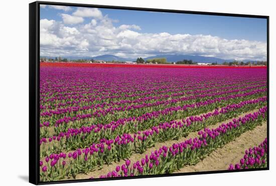 USA, Washington State, Mount Vernon, tulip fields bloom-Emily Wilson-Framed Stretched Canvas