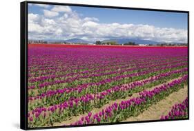 USA, Washington State, Mount Vernon, tulip fields bloom-Emily Wilson-Framed Stretched Canvas