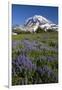 USA, Washington State, Mt. Rainier National Park, Spray Park, Lupine meadows-Charles Gurche-Framed Photographic Print