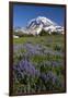 USA, Washington State, Mt. Rainier National Park, Spray Park, Lupine meadows-Charles Gurche-Framed Photographic Print