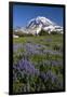 USA, Washington State, Mt. Rainier National Park, Spray Park, Lupine meadows-Charles Gurche-Framed Photographic Print