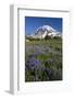 USA, Washington State, Mt. Rainier National Park, Spray Park, Lupine meadows-Charles Gurche-Framed Photographic Print