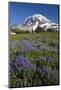 USA, Washington State, Mt. Rainier National Park, Spray Park, Lupine meadows-Charles Gurche-Mounted Photographic Print