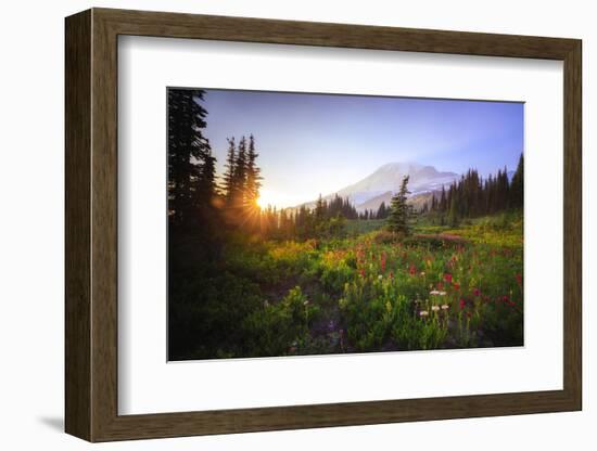 USA, Washington State, Mt Rainier NP. Sunset on mountain wildflowers.-Jaynes Gallery-Framed Photographic Print