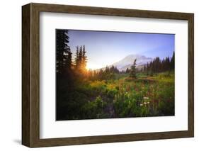 USA, Washington State, Mt Rainier NP. Sunset on mountain wildflowers.-Jaynes Gallery-Framed Photographic Print