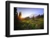 USA, Washington State, Mt Rainier NP. Sunset on mountain wildflowers.-Jaynes Gallery-Framed Photographic Print