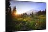 USA, Washington State, Mt Rainier NP. Sunset on mountain wildflowers.-Jaynes Gallery-Mounted Photographic Print