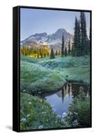 USA. Washington State. Mt. Rainier reflected in tarn amid wildflowers, Mt. Rainier National Park.-Gary Luhm-Framed Stretched Canvas