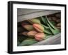 Usa, Washington State, Mt. Vernon. Cut red tulips in wood crate at Skagit Valley Tulip Festival-Merrill Images-Framed Photographic Print